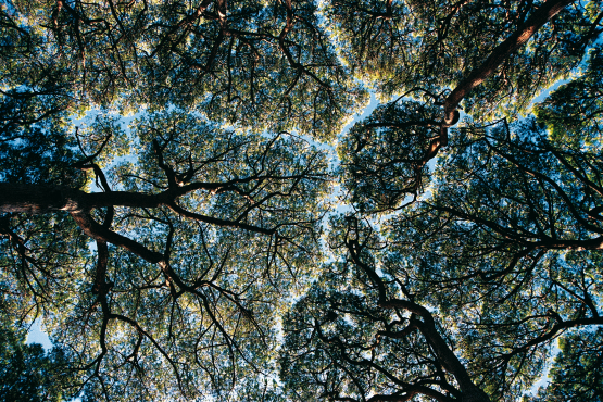 Arbres 