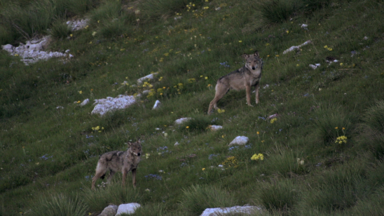 La vallée des loups